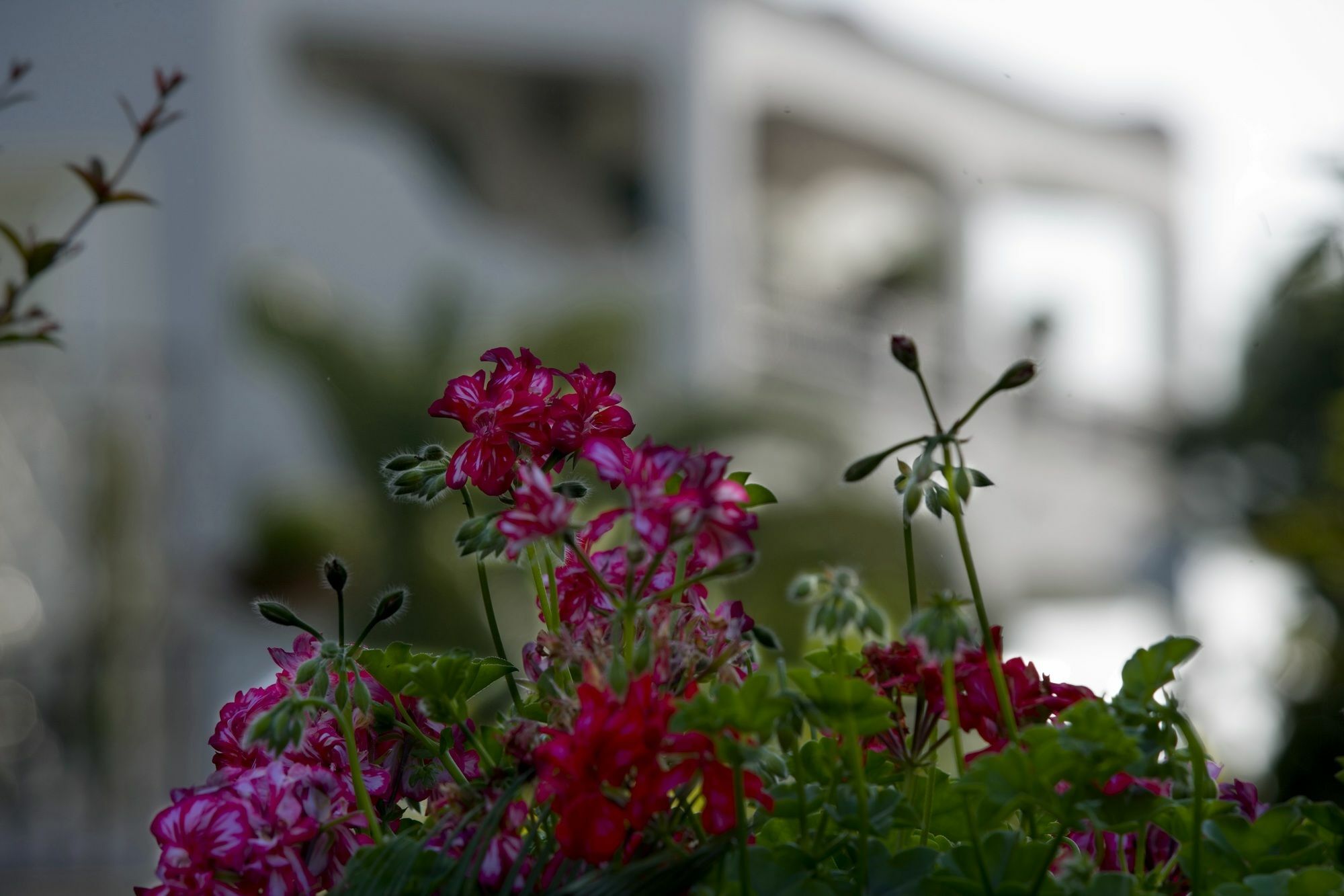 Hotel Parco Maria Terme Forio di Ischia Εξωτερικό φωτογραφία